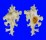 MURICIDAE HOMALOCANTHA ZAMBOI shell