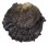 OSTREIDAE ALECTRYONELLA PLICATULA shell