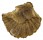 OSTREIDAE ALECTRYONELLA PLICATULA shell