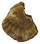 OSTREIDAE ALECTRYONELLA PLICATULA shell