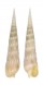 TEREBRIDAE TEREBRA CRENULATA shell