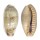 CYPRAEIDAE ERRONEA CAURICA CAURICA shell