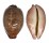 CYPRAEIDAE LEPOCYPRAEA MAPPA PANERYTHRA shell
