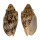 VOLUTIDAE CYMBIOLA VESPERTILIO shell