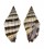 MITRIDAE VEXILLUM RUGOSUM shell