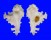 MURICIDAE HOMALOCANTHA ANATOMICA ANATOMICA shell