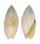 MITRIDAE SCABRICOLA LIMATA shell