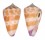 CONIDAE CONUS TESSULATUS shell