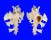 MURICIDAE HOMALOCANTHA ZAMBOI shell