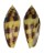 CONIDAE CONUS MITRATUS shell