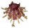 SPONDYLIDAE SPONDYLUS FOLIACEUS shell