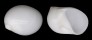 NATICIDAE POLINICES MAMMILLA shell