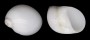 NATICIDAE POLINICES MAMMILLA shell