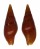 MITRIDAE MITRA SARMIENTOI shell