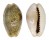 CYPRAEIDAE EROSARIA EROSA CHLORIZANS shell