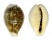 CYPRAEIDAE CYPRAEA DANI shell