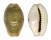 CYPRAEIDAE EROSARIA EROSA CHLORIZANS shell