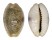 CYPRAEIDAE EROSARIA EROSA CHLORIZANS shell