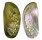 HALIOTIDAE HALIOTIS ASININA shell