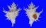 CORALLIOPHILIDAE BABELOMUREX CENTIMANUS shell