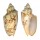 VOLUTIDAE CYMBIOLA VESPERTILIO shell