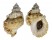 BURSIDAE TUTUFA OYAMAI shell