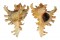 MURICIDAE CHICOREUS RAMOSUS shell