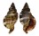 RANELLIDAE CYMATIUM PILEARE shell