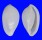 OVULIDAE PRIONOVOLVA NIVEA shell