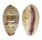CYPRAEIDAE ERRONEA WALKERI WALKERI shell