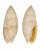 MITRIDAE SCABRICOLA LIMATA shell