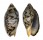 VOLUTIDAE CYMBIOLA VESPERTILIO shell