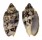 VOLUTIDAE CYMBIOLA VESPERTILIO shell