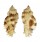 MURICIDAE NAQUETIA CUMINGII shell
