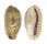 CYPRAEIDAE ERRONEA CAURICA CAURICA shell