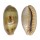 CYPRAEIDAE ERRONEA CAURICA CAURICA shell