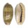 CYPRAEIDAE ERRONEA CAURICA CAURICA shell