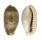 CYPRAEIDAE ERRONEA CAURICA CAURICA shell