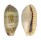 CYPRAEIDAE ERRONEA CAURICA CAURICA shell