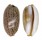 CYPRAEIDAE LURIA ISABELLA ISABELLA shell