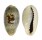 CYPRAEIDAE CYPRAEA ERRONES ERRONES shell