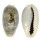 CYPRAEIDAE CYPRAEA ERRONES ERRONES shell