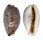 CYPRAEIDAE LYNCINA LYNX VANELLI shell