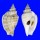 STROMBIDAE STROMBUS VARIABILIS shell