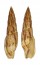 MITRIDAE MITRA INCOMPTA shell