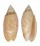 OLIVIDAE OLIVA ANNULATA AMETHYSTINA shell