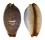CYPRAEIDAE STAPHYLEA LIMACINA shell