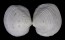 LUCINIDAE AUSTRIELLA CORRUGATA shell