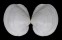 LUCINIDAE AUSTRIELLA CORRUGATA shell
