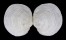 LUCINIDAE AUSTRIELLA CORRUGATA shell